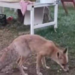 Tavuğunu yiyen tilkiye b&ouml;yle hesap sordu: Utanmıyor musun?