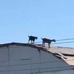 Antalya'da ke&ccedil;iler, 3 katlı inşaatın &ccedil;atısına &ccedil;ıktı