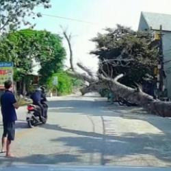 Vietnam'da kesilen ağa&ccedil; motosikletlinin &uuml;zerine devrildi: Bir &ouml;l&uuml;