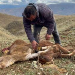 Erzincan'da besiciyi şoke eden manzara: Buzağılarını par&ccedil;alanmış halde buldu