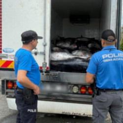 İzmir'de 3 ton mavi y&uuml;zge&ccedil;li orkinos sevinci kursaklarında kaldı! Piyasa değeri şoke etti