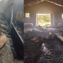 Tunceli'de besicinin belini b&uuml;ken manzara: 200 k&uuml;&ccedil;&uuml;kbaş yandı