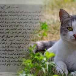 103 yıllık arşiv kayıtları g&ouml;sterdi! Rus t&uuml;ccarlar 10 bin kedinin peşine d&uuml;şt&uuml;ler