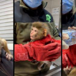 Afyonkarahisar&rsquo;da polis baskınında nesli t&uuml;kenmekte olan maymun yakalandı