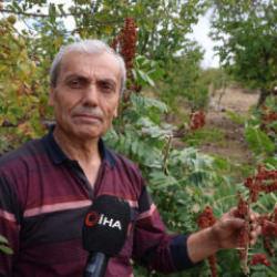 Adana'da meyve vermeyen ağa&ccedil;ları aşıladı! 20 yıllık sabrın ekmeğini yiyor... Kilosu 900 TL