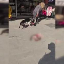 Esenyurt'ta sokakta kedi par&ccedil;alayan pitbull sahibine cep yakan ceza