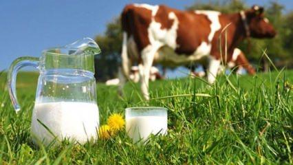 Süt alerjisi nedir? Bebeklerde süt alerjisi ne zaman geçer? İnek sütü alerjisi...