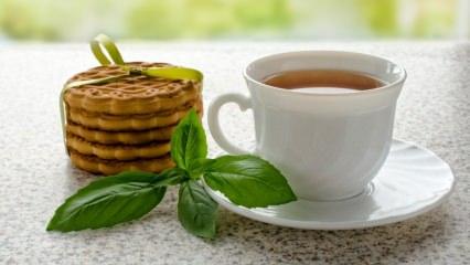 Fesleğenin faydaları nelerdir? Fesleğen nerelerde kullanılır? Fesleğen çayı nasıl yapılır?