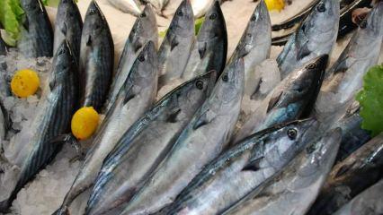 Palamut balığının faydaları nelerdir ve neye iyi gelir? Hangi balık nasıl tüketilmelidir?