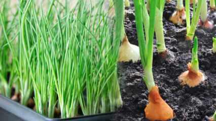 Saksıda yeşil soğan nasıl yetiştirilir? Taze soğan yetiştirmenin püf noktaları