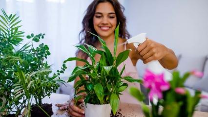 Evdeki çiçekler nasıl coşturulur? Çiçek bakımı için birbirinden pratik bilgiler 