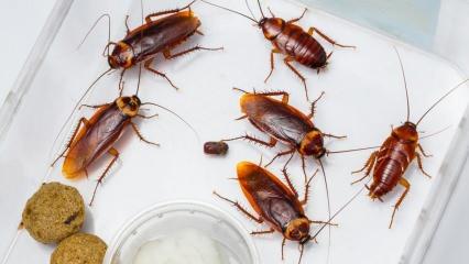 Evdeki hamam böceği nasıl ilaçlanır? Hamam böceği nasıl yok edilir