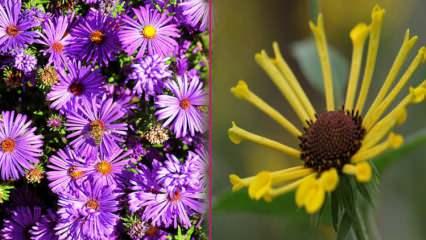Sonbahar mevsiminde ekilecek olan çiçekler nelerdir? Sonbaharda ekebileceğiniz 5 bitki