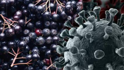 Bakteri ve virüsleri vücuttan atar! Aronya meyvesi faydaları nelerdir? Aronya nasıl yenir?