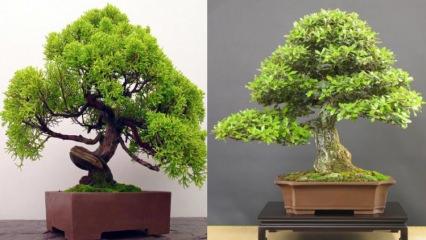 Bonsai ağaç nasıl yetiştirilir? Bonsai ağaç bakımı nasıl yapılır Bonsai ağaç özellikleri 