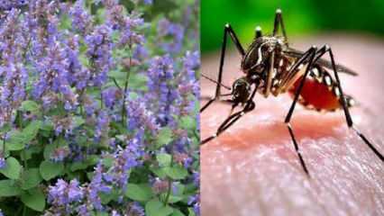 Sivrisinek ve böcekleri doğal olarak uzaklaştıran 15 bitki