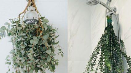 Duşa okaliptus nasıl asılır? Banyo dekorasyonunda okaliptus kullanmanın yolları!