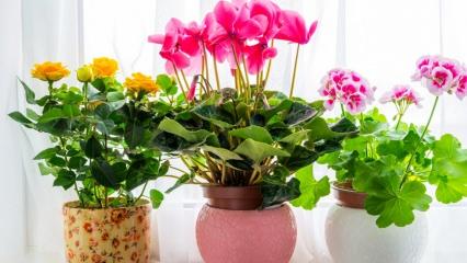 Nisan ayı çiçekleri nelerdir? İlkbahar ev dekorasyonunda çiçek kullanımı