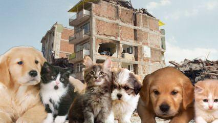 Evcil hayvanı olanlar deprem öncesi ve sonrası ne yapmalı? Deprem anında evcil hayvanı olanlar