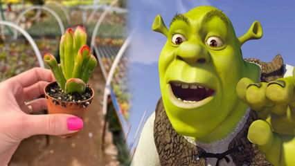 Shrek kulağı bitkisi nasıl yetiştirilir? Shrek kulağı bitkisi çiçek açar mı?Shrek kulağı bakımı