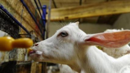 Türk bilim insanları keşfetti! Keçi sütü koronavirüse karşı etkili protein içeriyor