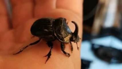Gergedan böceği evinden çıktı