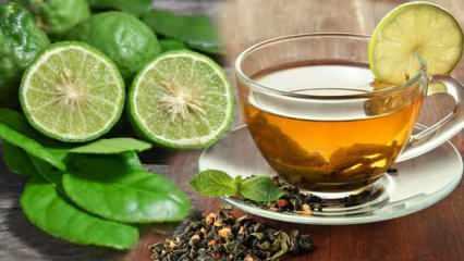 Bergamot çayı faydaları nelerdir? Bergamot çayı nasıl yapılır?
