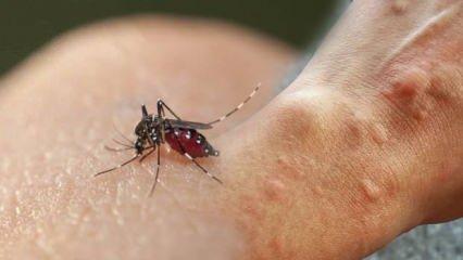 Sivrisinek ısırığı kaşıntısı nasıl geçer? Asya Kaplan Sivrisineği ısırığına ne iyi gelir?