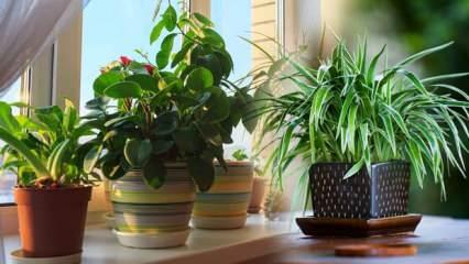 Evin havasını temizleyen bitkiler! Gece rahat uyumanız için oksijen veren bitkiler...