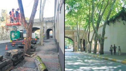 CHP'li İBB'nin "kanser" diye katlettiği &ccedil;ınar ağa&ccedil;larının hepsi hasta değildi