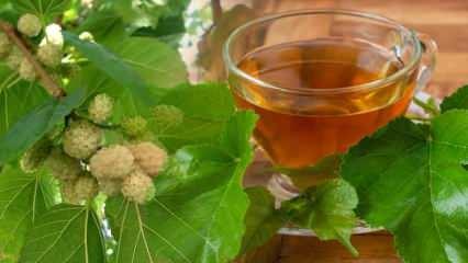 Taze dut yaprağı çayı faydaları nelerdir? Dut yaprağı çayı nasıl demlenir?