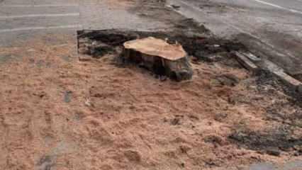 İBB'nin kestiği &ccedil;ınarların yerine diktiği fidanlar kurudu