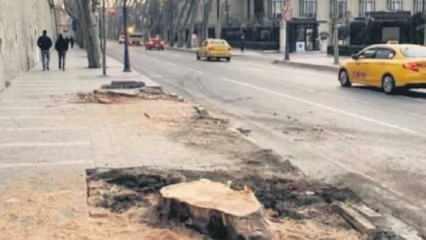 Orman M&uuml;hendisleri Odası'ndan '&ccedil;ınar ağacı' raporu: İBB pek &ccedil;ok yanlış yaptı!