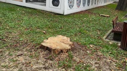 CHP'li İBB, G&uuml;lhane Parkı'nda 50 ağacı kesti