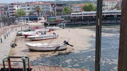 Müsilaj balıkçılara ağır darbe vurdu!
