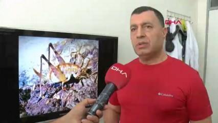 Diyarbakır’da bulunan yeni çekirge türünün ismi belli oldu