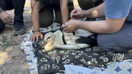 Yaren Leylek'in yavruları halkalandı, göç yolculukları takip altında