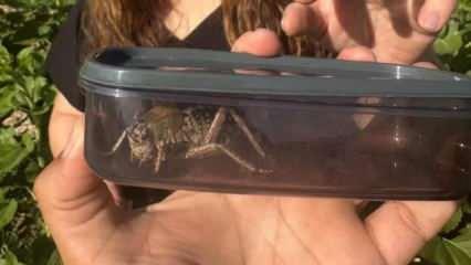 Kırşehir'de görenler şaşkına döndü: Yamyam tombul çekirge...