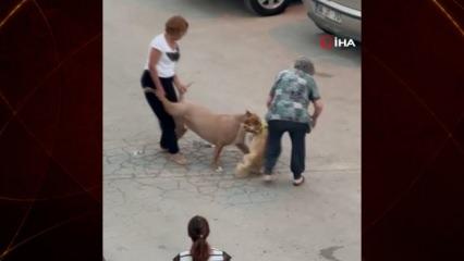 Ağızlıksız dolaştırılan pitbull, hem köpeğe hem de kendi sahibine saldırdı