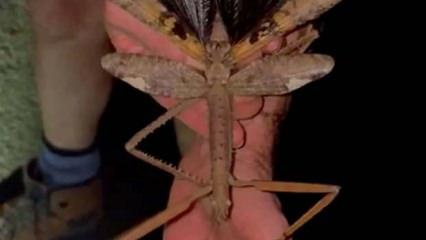 Boyu 40 santimetre! Bir ülkenin en ağır böceği