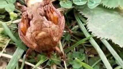 İlk kez gördü, şaşkına döndü! Türünü öğrenmek için sosyal medyada paylaştı