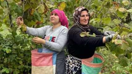 Ordu'da üreticilerin Fındık hasadı başladı!