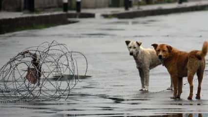 Hindistan'da başkent için yeni talimat...Sahipsiz köpekler barınaklara!