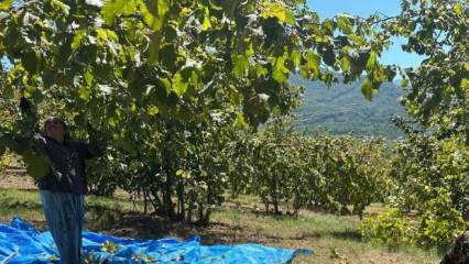 Fındık hasadı başladı, tırpan ücretleri rekor kırdı