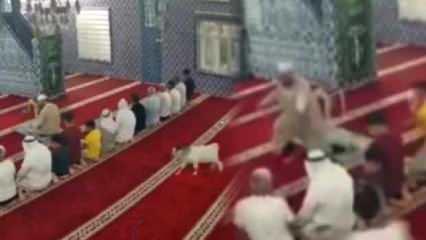 Camide sürpriz misafir! İmam fark etti: Cemaat namaz kılarken bir anda ortaya çıktı