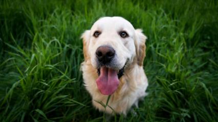 Avrupa ülkesinde ilginç uygulama! Köpeklere vergi uygulanacak! 