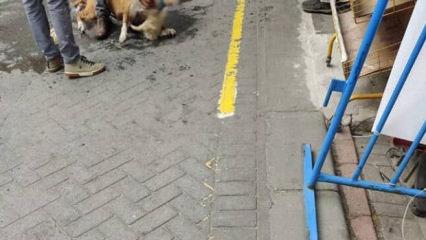 Gaziosmanpaşa’da pitbullun saldırdığı köpek öldü 