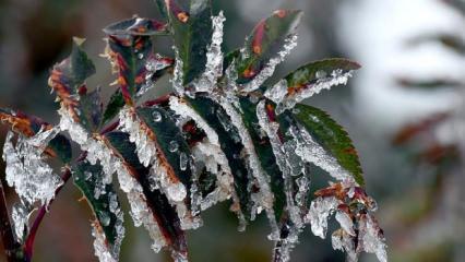Zirai don zararının ödemeleri çiftçiye can suyu oldu! Destekler hesaplarda...