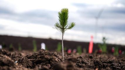11 Kasım Milli Ağaçlandırma Günü'nde çifte rekor!