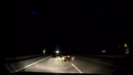 Tokat'ta otomobil koyun sürüsüne çarptı: Hepsi telef oldu